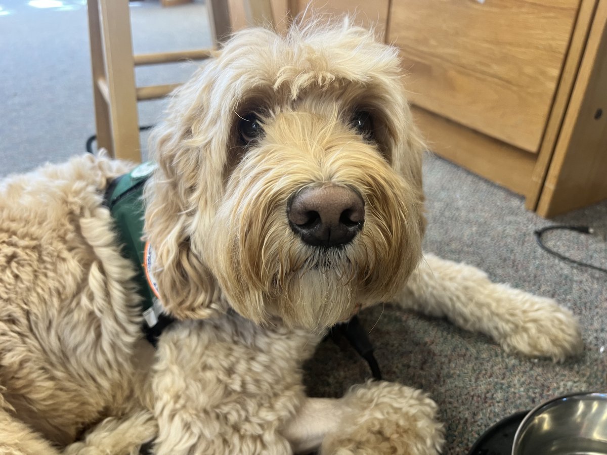 Ivy, the dog behind Gathered by Ivy